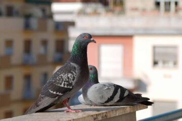 piccioni in condominio